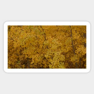 Aspen Gold Sticker